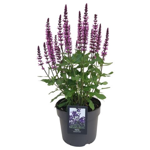 Salvia nemorosa MIDNIGHT DUO