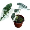 Alocasia micholitziana 'Frydek Variegata'