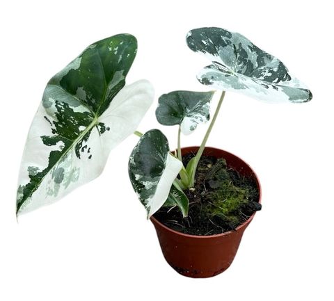 Alocasia micholitziana 'Frydek Variegata'