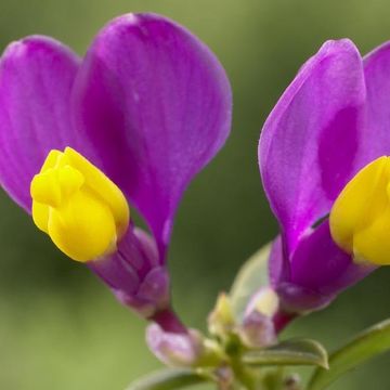 Polygala chamaebuxus 'Purple Passion'
