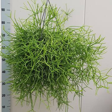 Rhipsalis heteroclada