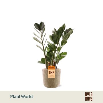 Zamioculcas zamiifolia