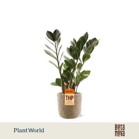 Zamioculcas zamiifolia