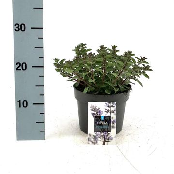 Nepeta PURRSIAN BLUE