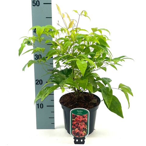 Nandina domestica 'Fire Power'