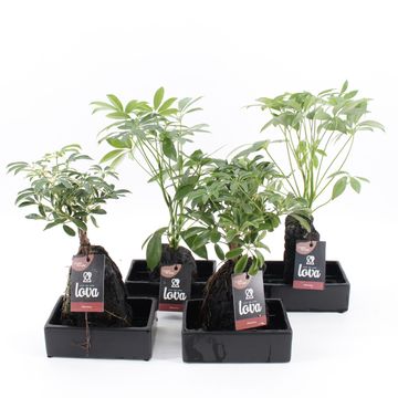 Arrangement Schefflera