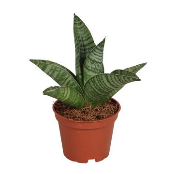 Sansevieria Gojo