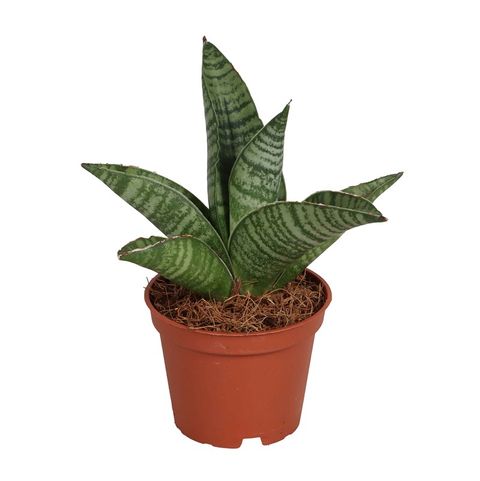 Sansevieria Gojo