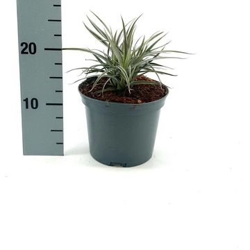 Astelia nervosa 'Westland'