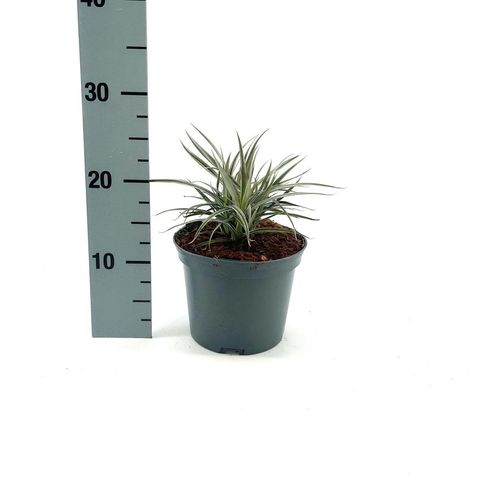 Astelia nervosa 'Westland'