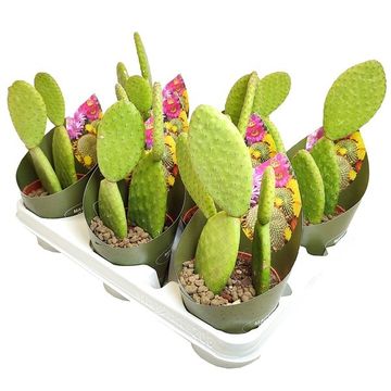 Opuntia microdasys pallida