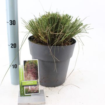 Muhlenbergia capillaris