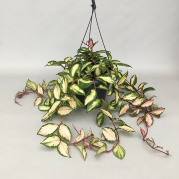 Hoya carnosa 'Tricolor'