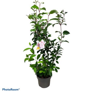 Viburnum x bodnantense 'Charles Lamont'