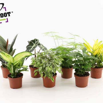 Plantas folha verde MIX