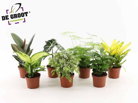 Plantes vertes MIX