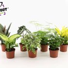 Plantes vertes MIX