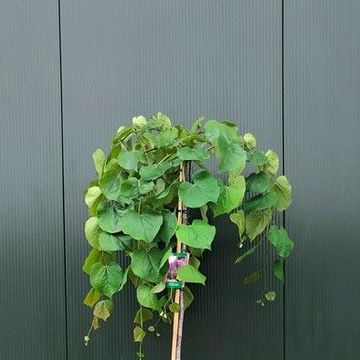 Cercis canadensis LAVENDER TWIST