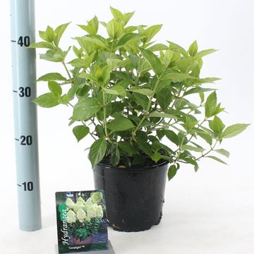 Hydrangea paniculata 'Limelight'