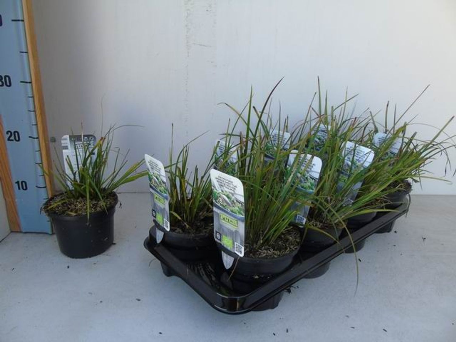 Acorus gramineus 'Licorice' — Plant Wholesale FlorAccess