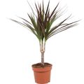 Dracaena marginata 'Magenta'