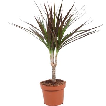 Dracaena marginata 'Magenta'