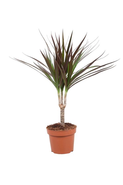 Dracaena marginata 'Magenta'