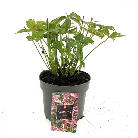 Astrantia major 'Roma'