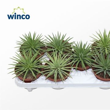 Agave toumeyana bella