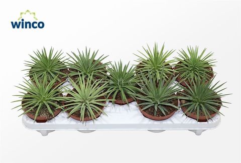 Agave toumeyana bella