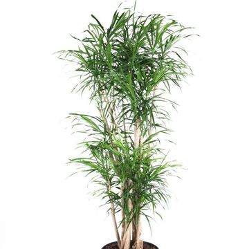Dracaena reflexa 'Anita'