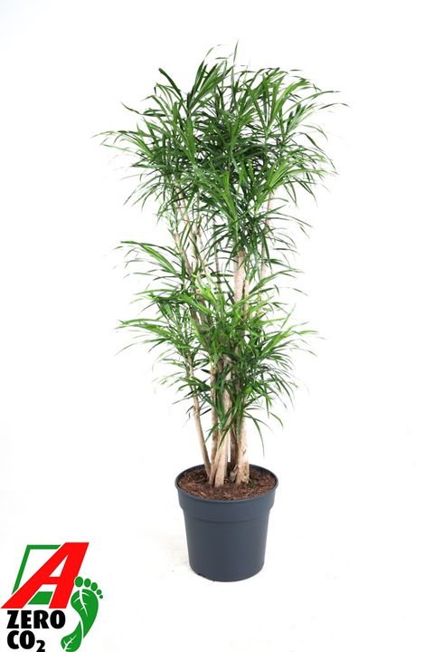 Dracaena reflexa 'Anita'