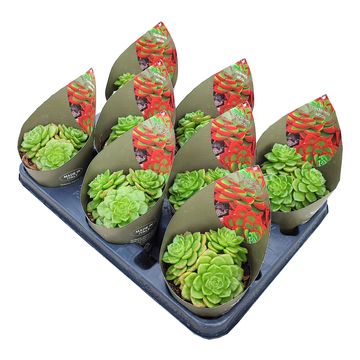 x Sedeveria 'Letizia'