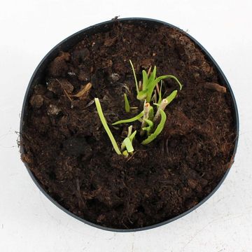 Hemerocallis 'Stella de Oro'