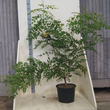 Koelreuteria paniculata