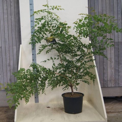 Koelreuteria paniculata