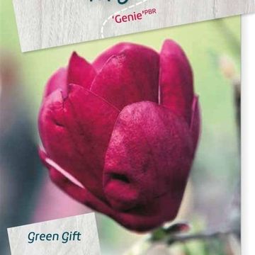 Magnolia 'Genie'