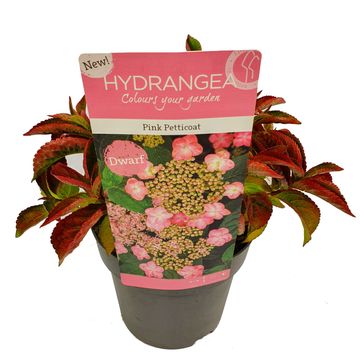 Hydrangea serrata 'Pink Petticoat'