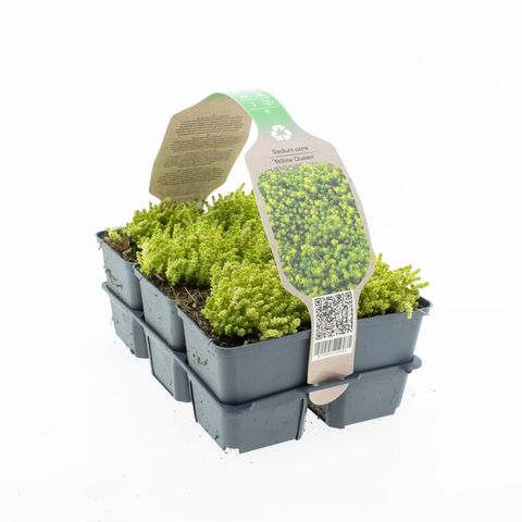 Sedum acre 'Yellow Queen'