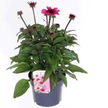 Echinacea purpurea SUNMAGIC VINTAGE HOT PINK