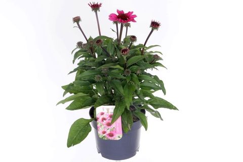 Echinacea purpurea SUNMAGIC VINTAGE HOT PINK