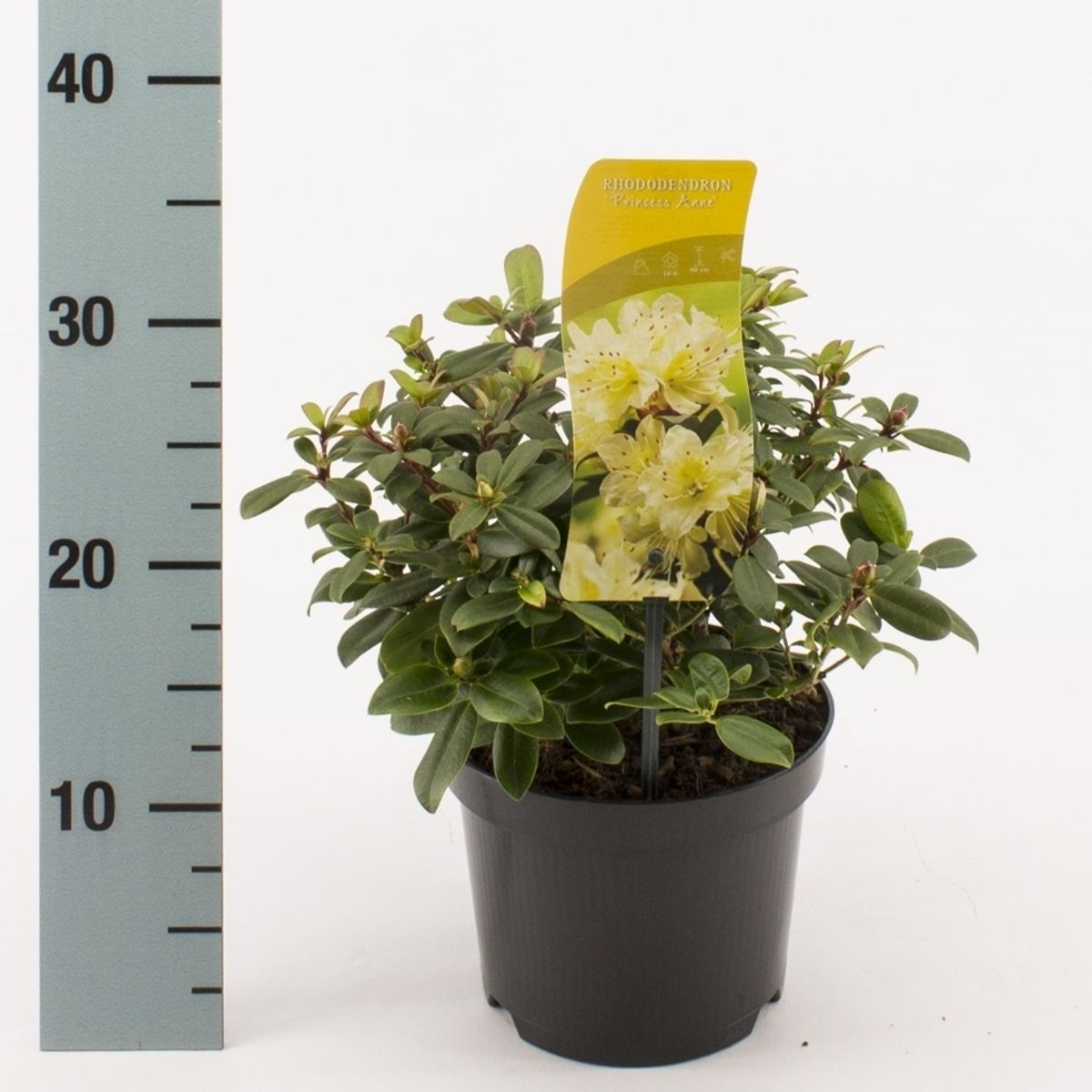 Rhododendron 'Princess Anne' — Plant Wholesale FlorAccess