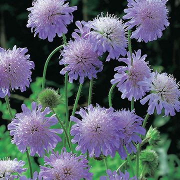 Knautia arvensis