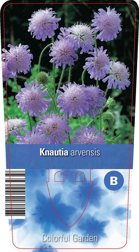 Knautia arvensis