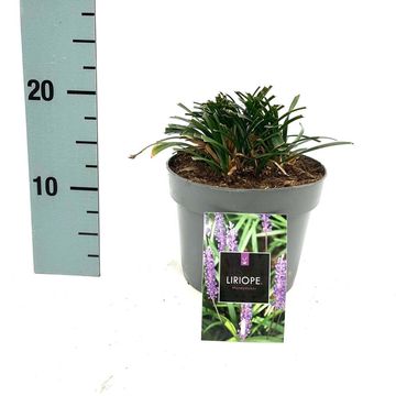 Liriope muscari 'Moneymaker'