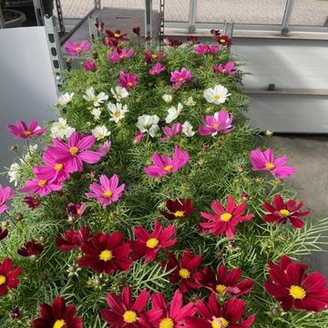 Cosmos bipinnatus CASANOVA MIX