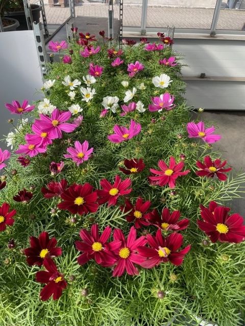 Cosmos bipinnatus CASANOVA MIX