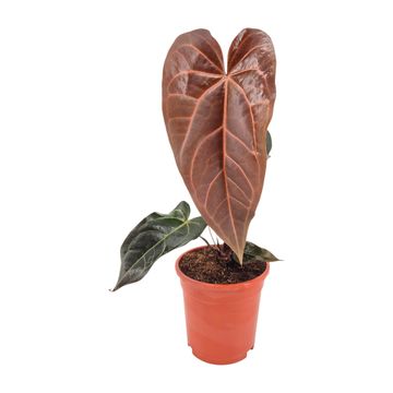 Anthurium 'Scorpion Mint' — Plant Wholesale FlorAccess
