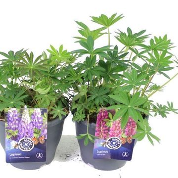 Lupinus GALLERY MIX