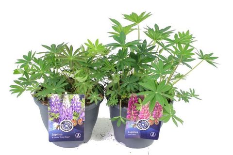 Lupinus GALLERY MIX